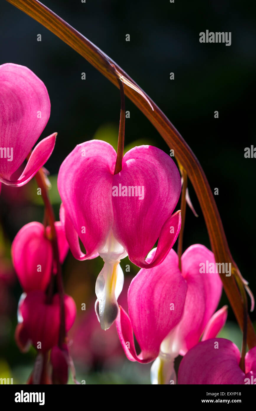 Nahaufnahme von der herzförmige rote Blumen ein Tränendes Herz Dicentra Spectabilis. Stockfoto