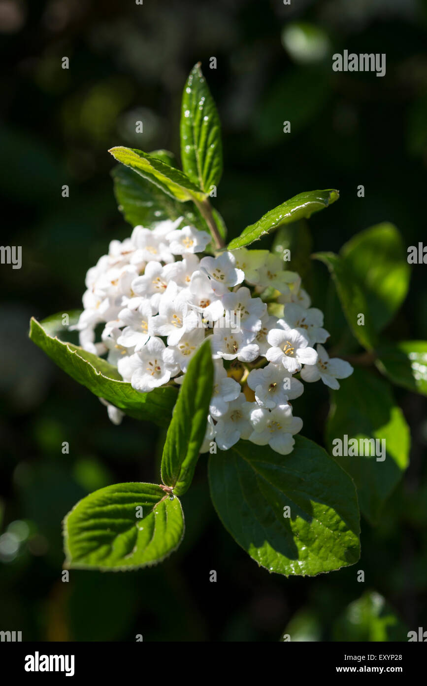 Duftende weiße Viburnum blühen im Frühjahr in Sheffield Botanical Gardens. Stockfoto