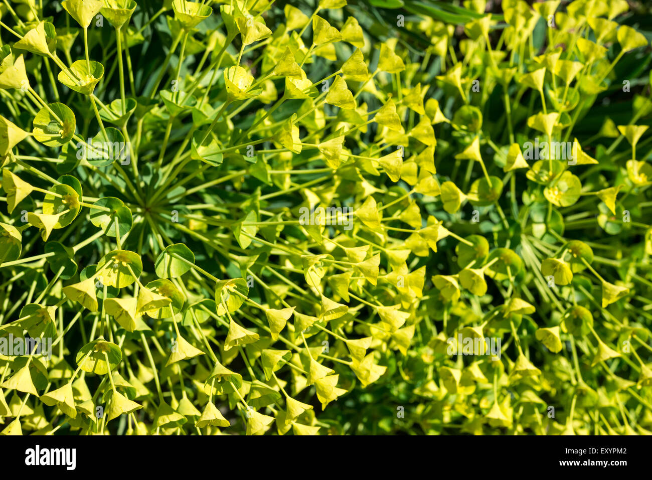 Nahaufnahme einer Blüte, Zugehörigkeit zu einer Euphorbia Wulfenii mit Massen von gelben und grünen Blüten und Hochblätter. Stockfoto