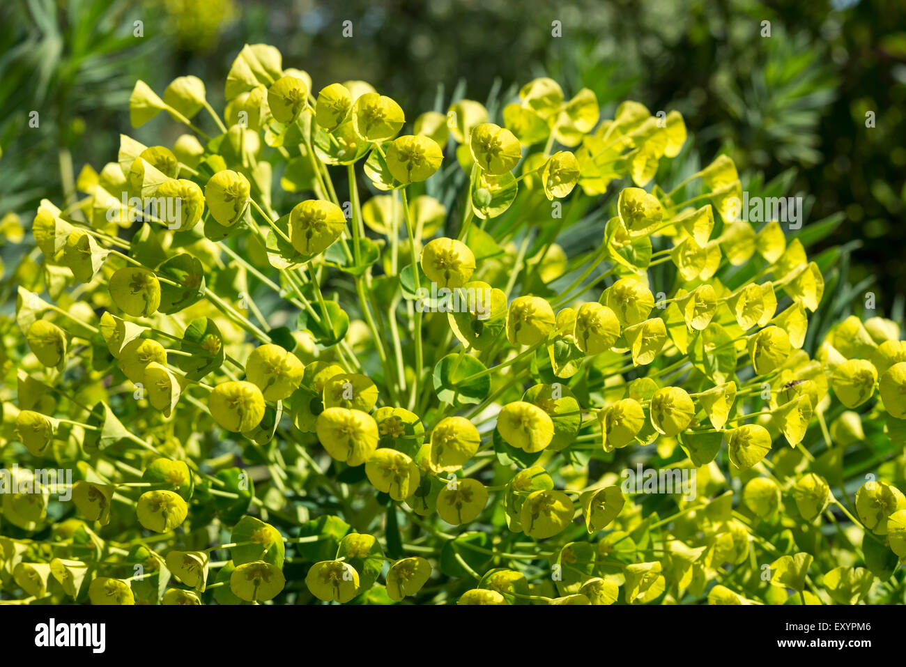 Nahaufnahme einer Blüte, Zugehörigkeit zu einer Euphorbia Wulfenii mit Massen von gelben und grünen Blüten und Hochblätter. Stockfoto