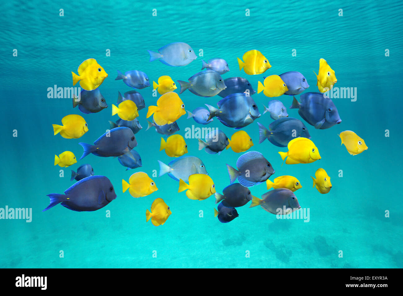 Bunte Schule von tropischen Fischen, blaue Tang Fisch (gelbe sind juvenile), unterhalb der Wasseroberfläche, Karibik Stockfoto