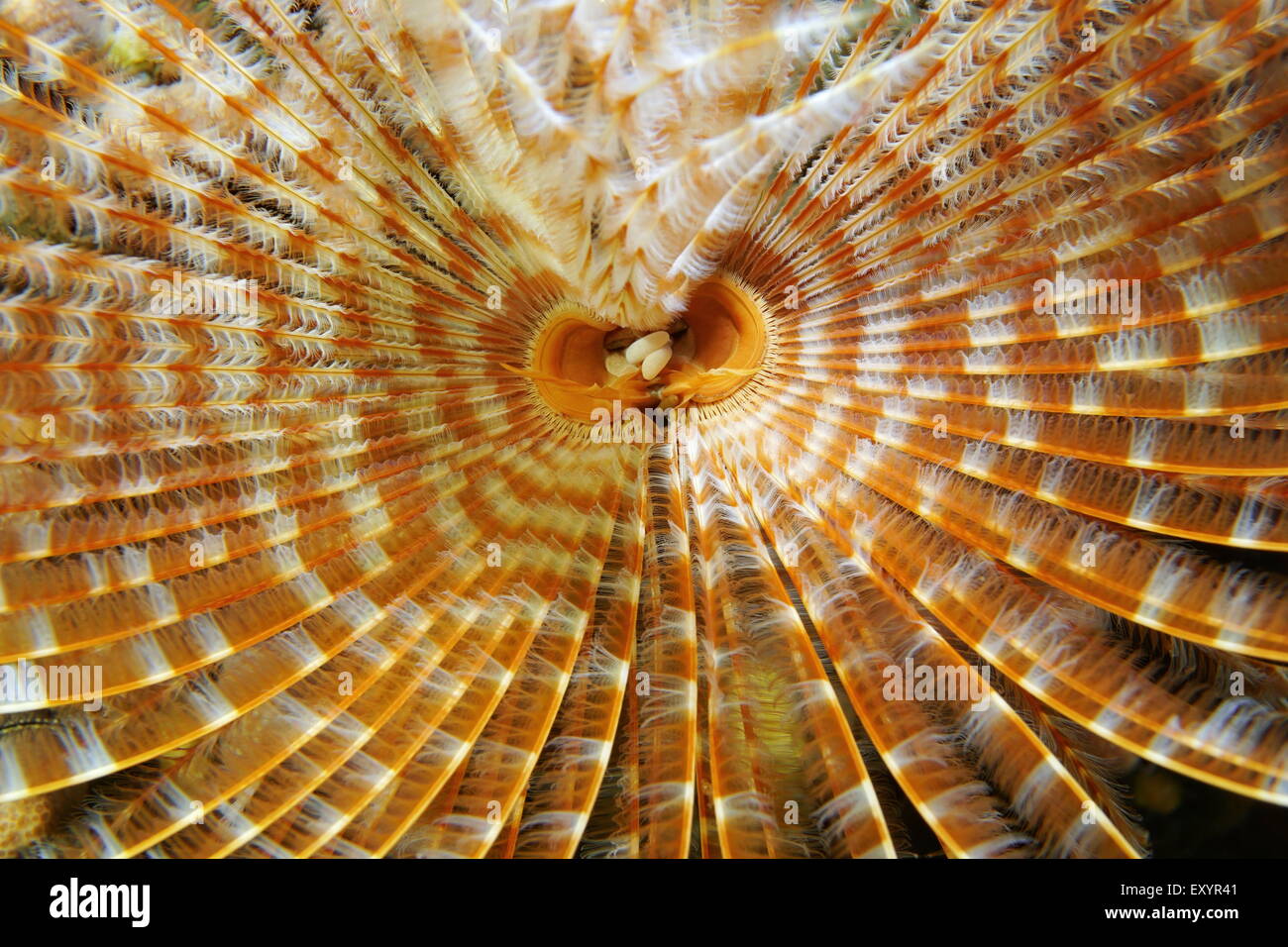 Marine Unterwasserwelt, Radioles und Mündung des herrlichen Staubwedel Wurm, Sabellastarte Magnifica, Karibik Stockfoto