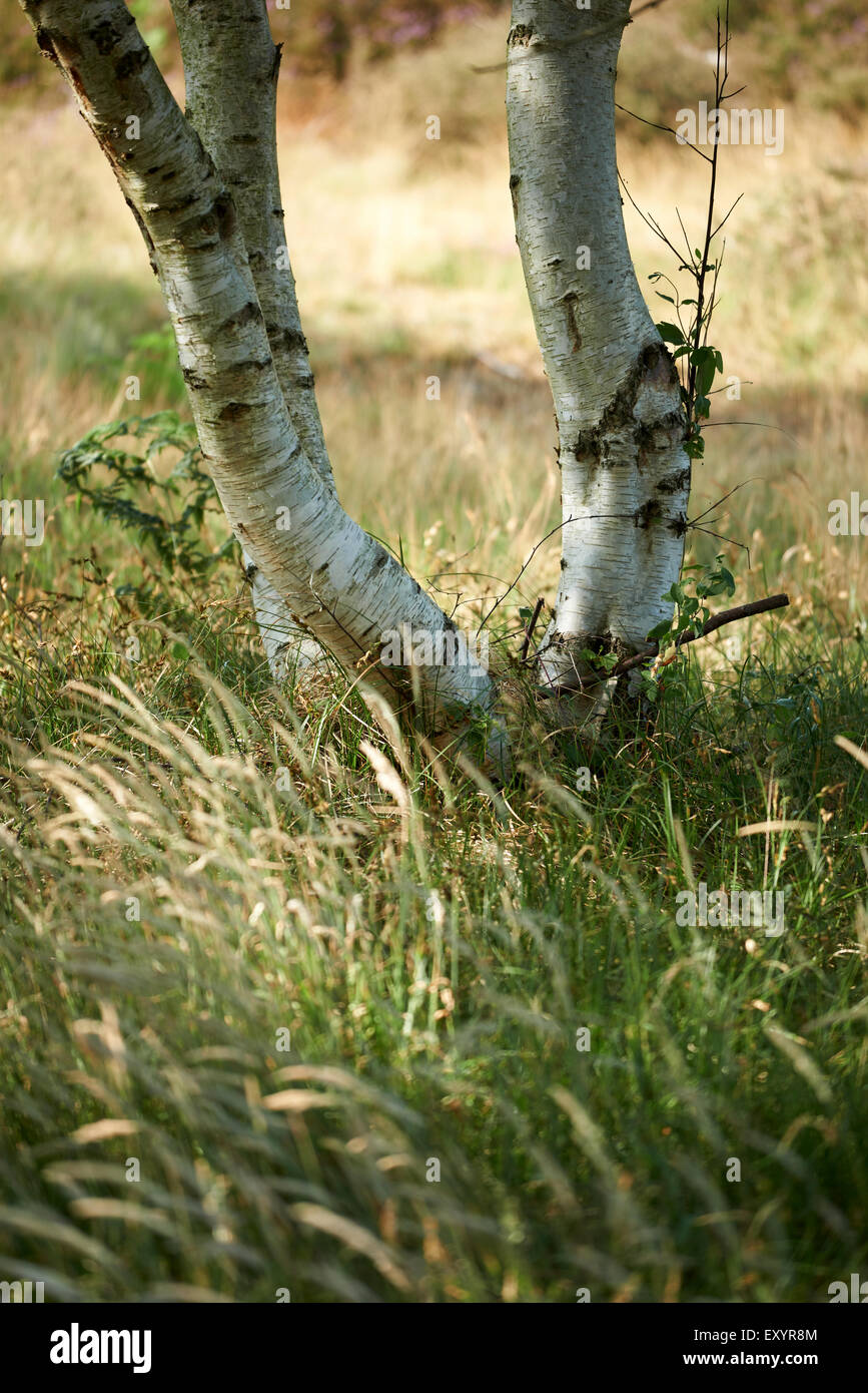 Eine Birke wächst auf Westleton Heath umgeben von Gräsern in eine Sommerbrise weht. Stockfoto