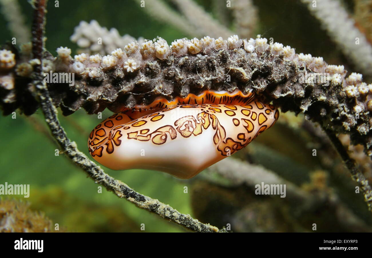 Unterwasser Meerestiere, Nahaufnahme von Flamingo Zunge Schnecken, Cyphoma Gibbosum am Meer Plume Korallen, Karibik Stockfoto