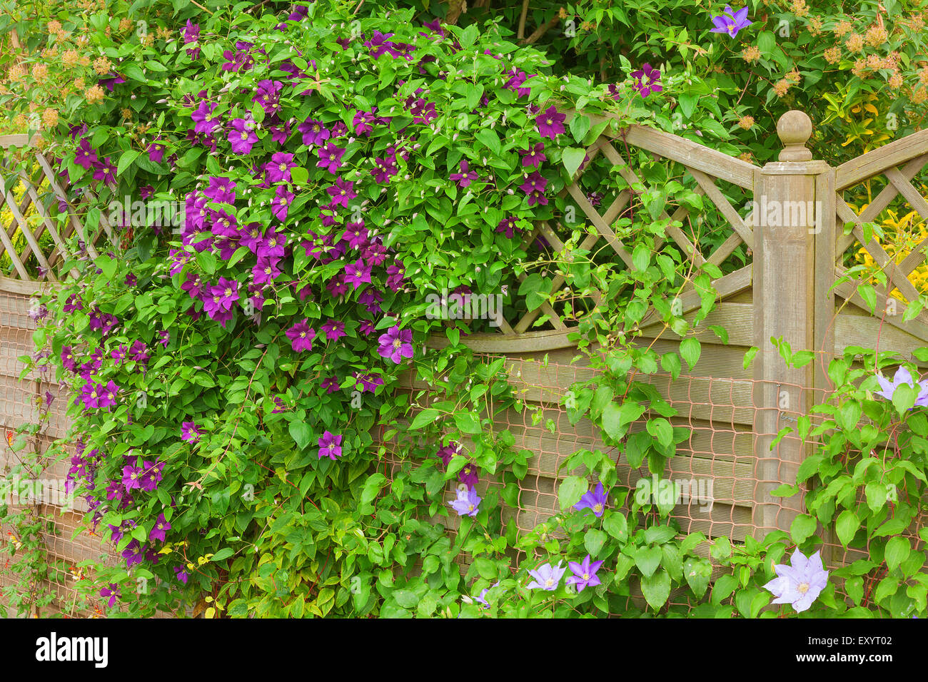 Blühende Clematis klettern über einen Gartenzaun. Stockfoto