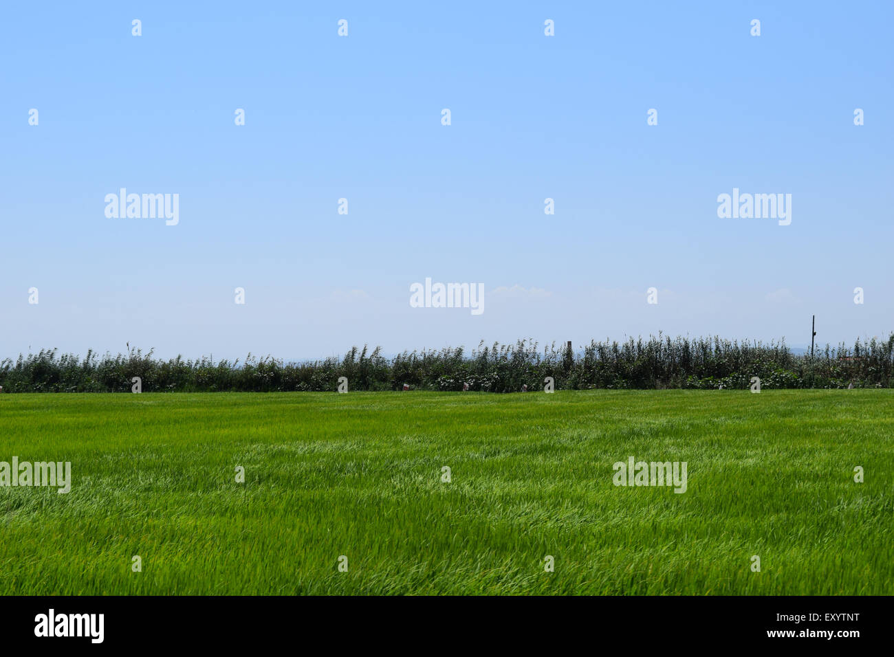 Reisfelder in der Nähe von Valencia, Spanien, Arroz, Campo, Stockfoto