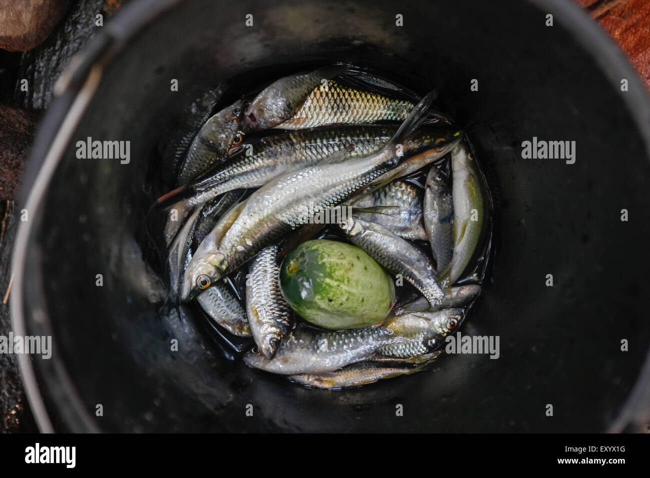 Graskarpfen (Ctenopharyngodon idella) Fische und andere Süßwasserfische, der Fang des Tages in Sungai Utik, Kapuas Hulu, West Kalimantan, Indonesien. Stockfoto