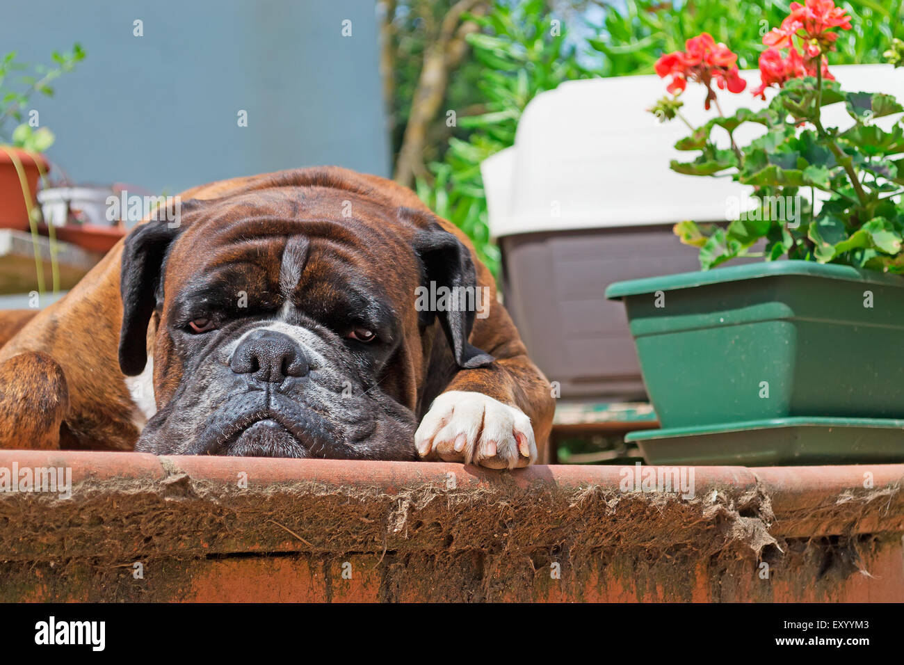 Porträt eines Boxer-Hund Stockfoto