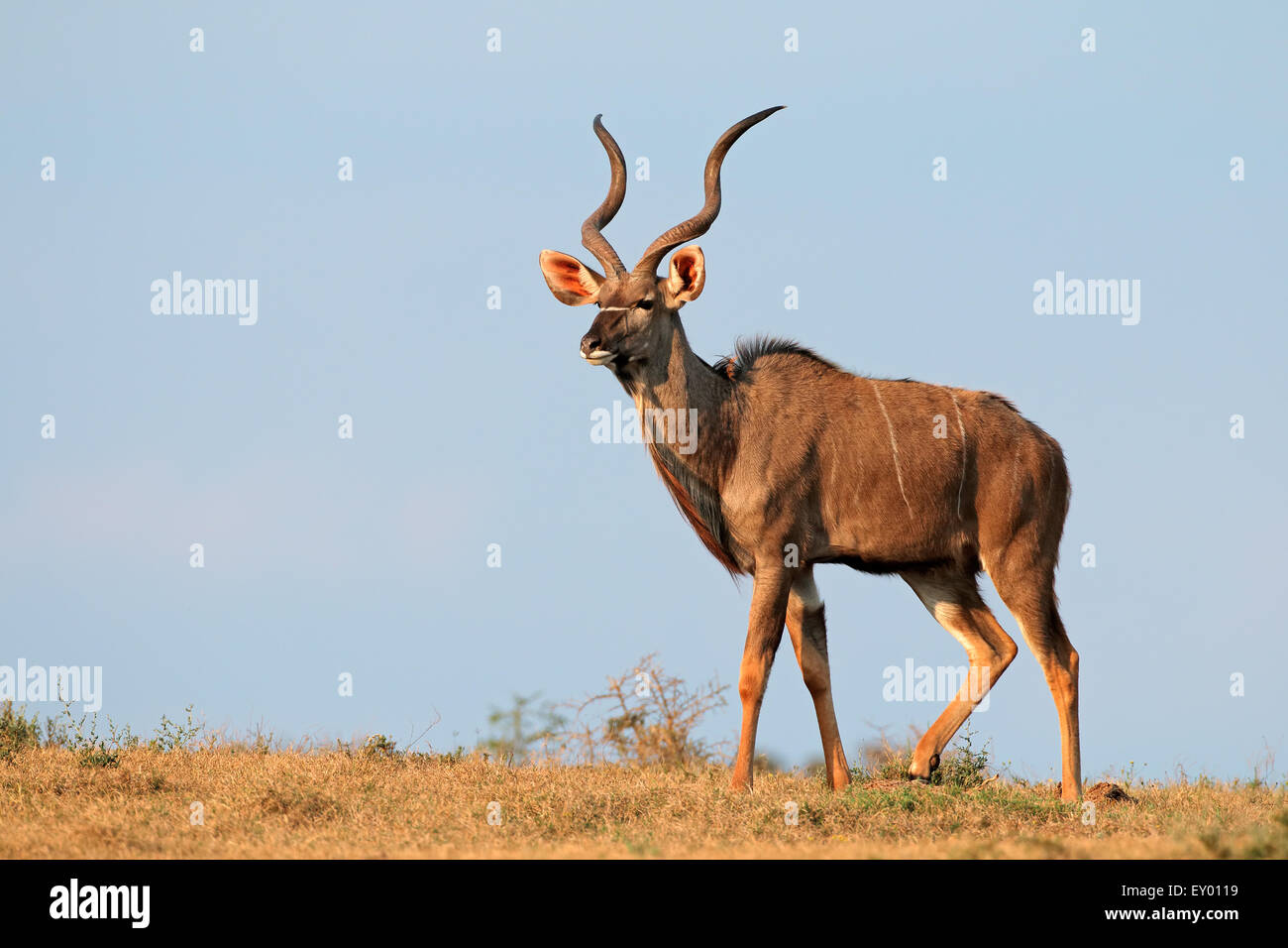 Männliche Kudu Antilope (Tragelaphus Strepsiceros) vor einem blauen Himmel, Südafrika Stockfoto
