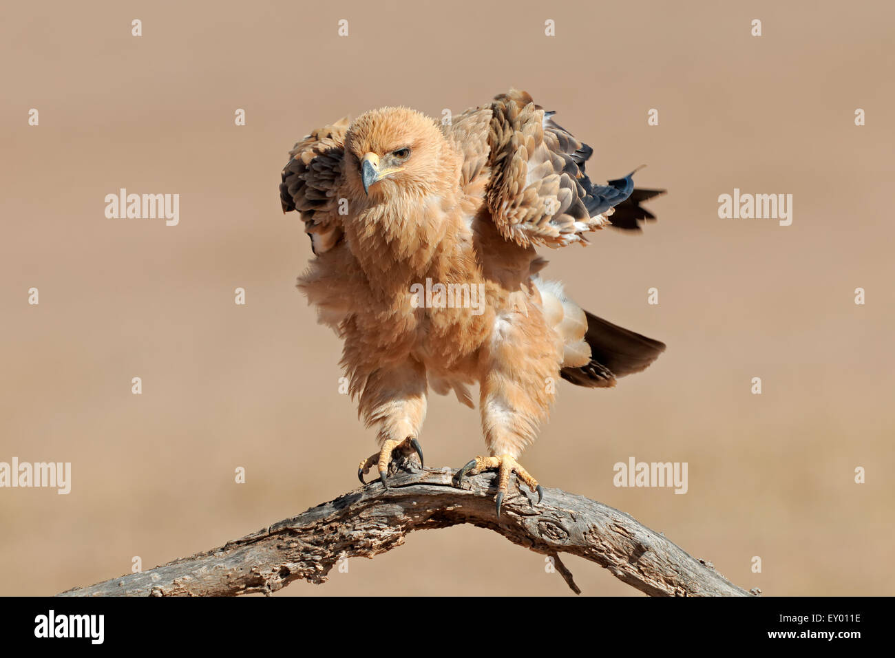 Ein Tawny Adler (Aquila Rapax) thront auf einem Ast, Kalahari-Wüste, Südafrika Stockfoto