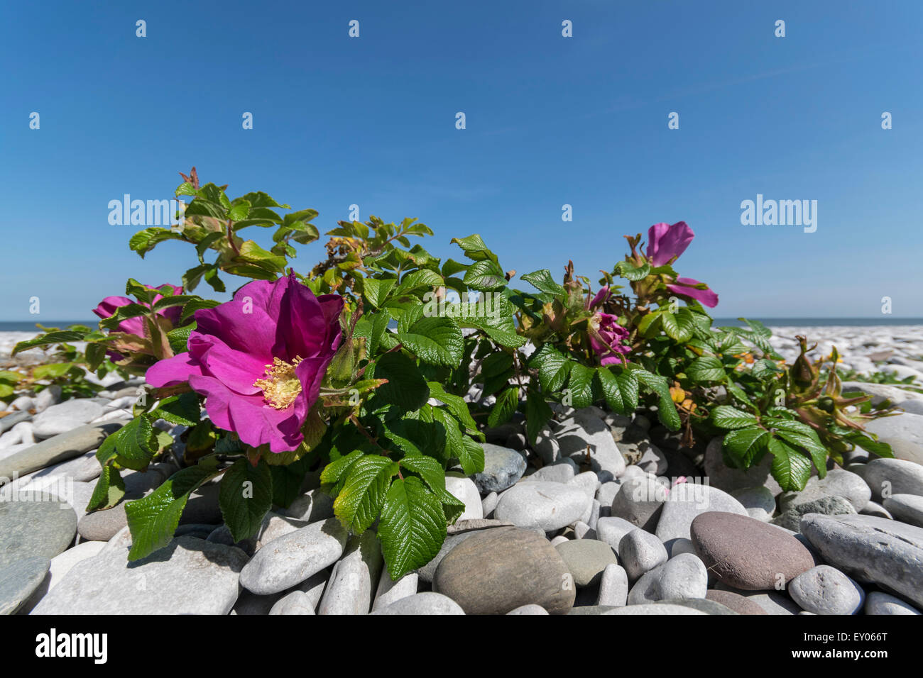 Hundsrose Rosa Canina wächst auf der Küste von Nordwales Stockfoto