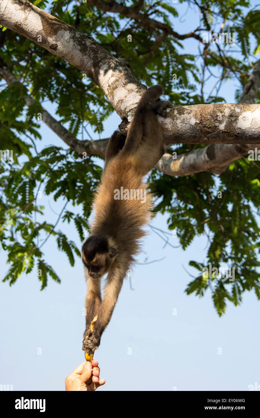 Brauner Kapuziner Affe, Cebus Apella, hängend von einem Baum, eine Banane, die im Besitz einer Person, Pantanal, Mato Grosso, Brasilien zu erreichen Stockfoto