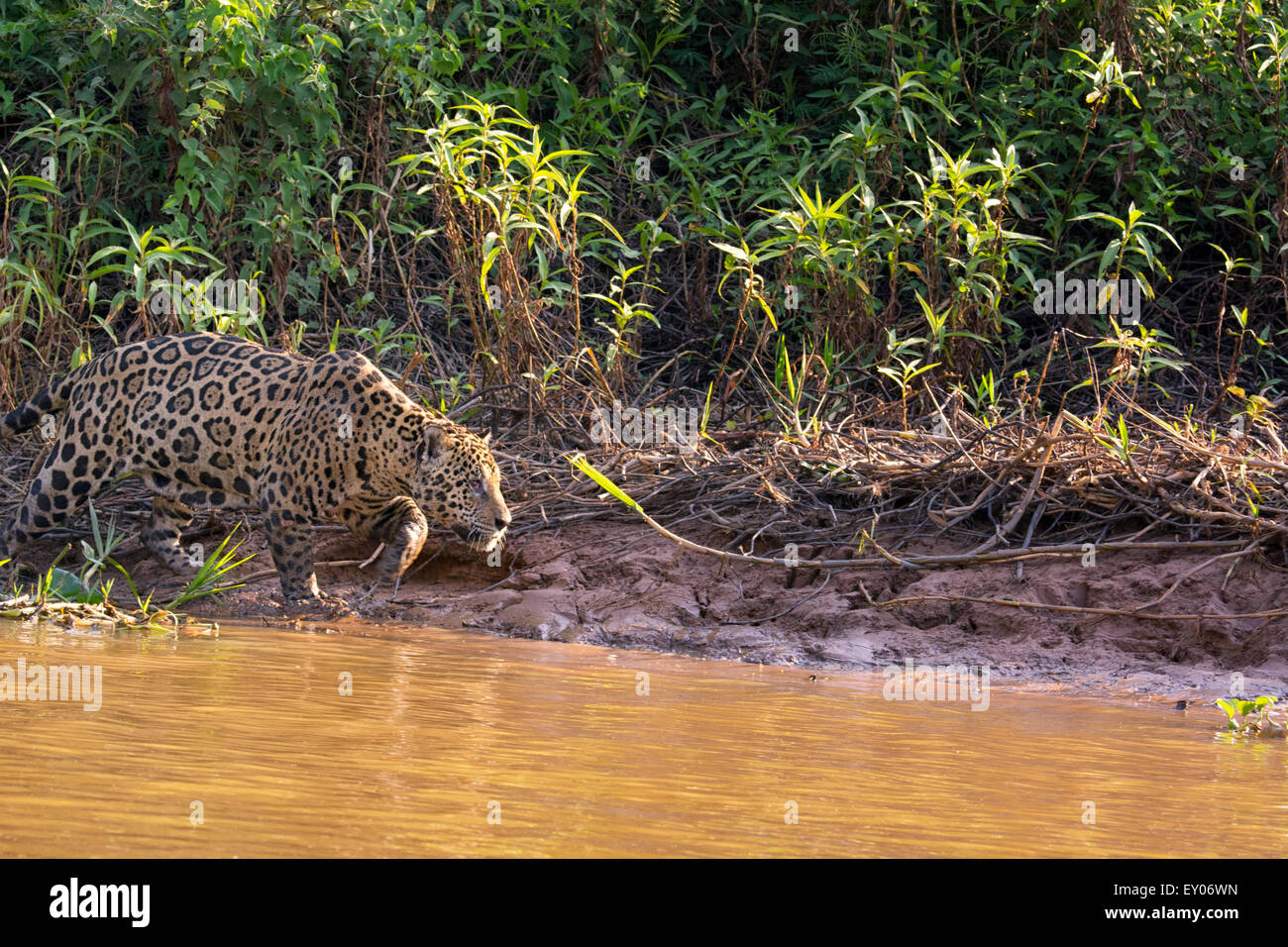 Profil eines Jaguars, Panthera Onca Jagd entlang eines Flusses in das Pantanal, Mato Grosso, Brasilien, Südamerika Stockfoto
