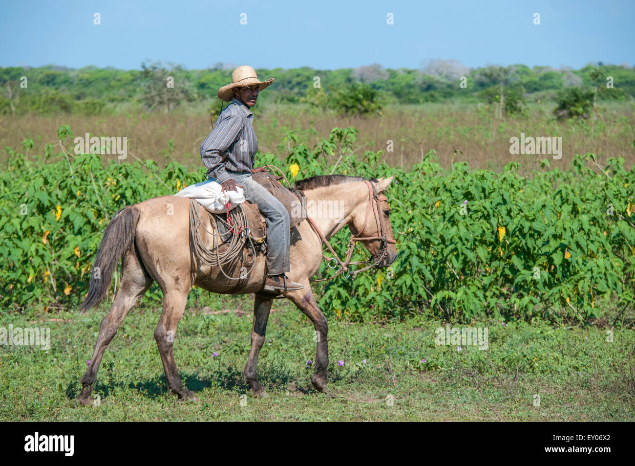 Brasilianische Cowboy Reiten Pantaneiro auf einer Rinderfarm im Pantanal, Mato Grosso, Brasilien, Südamerika Stockfoto