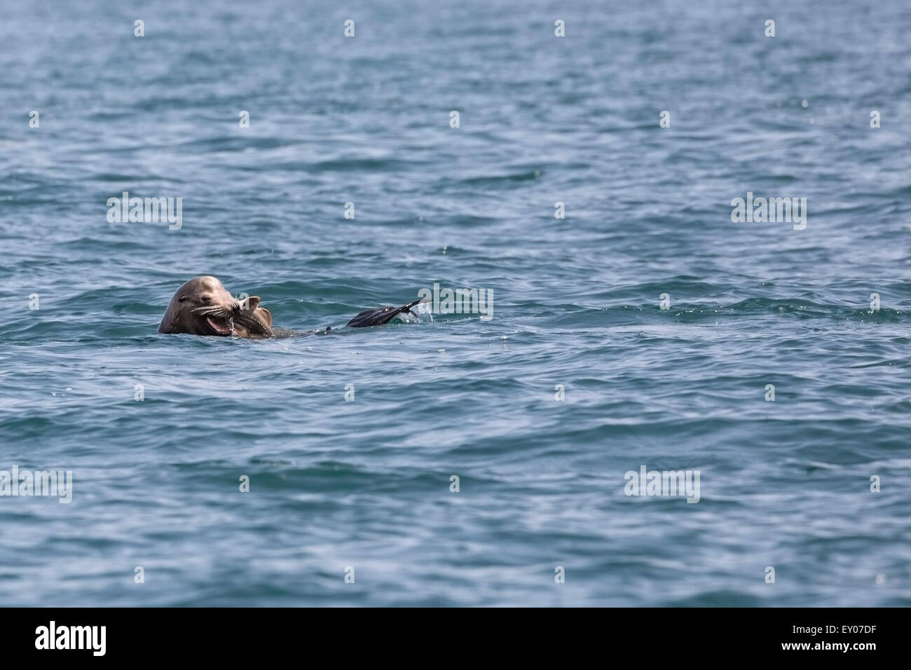 Kalifornien Seelöwen grinst wie es ein Gitarre-Fisch im Pazifischen Ozean in der Nähe von Santa Barbara isst. Stockfoto