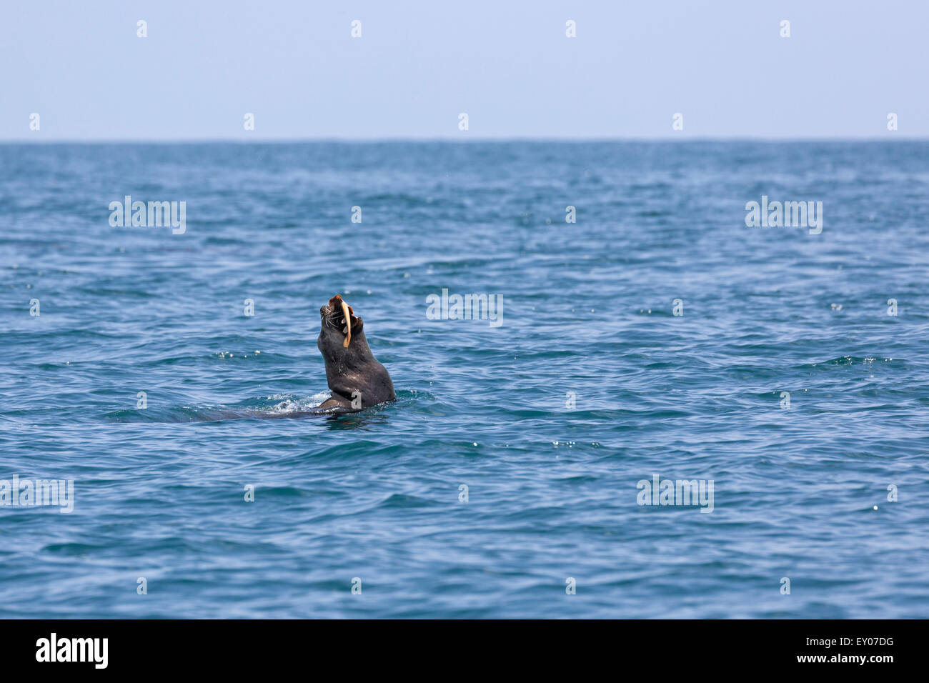 Kalifornische Seelöwe im Ozean in der Nähe von Santa Barbara, eine rote Gitarre Fisch zu essen. Stockfoto