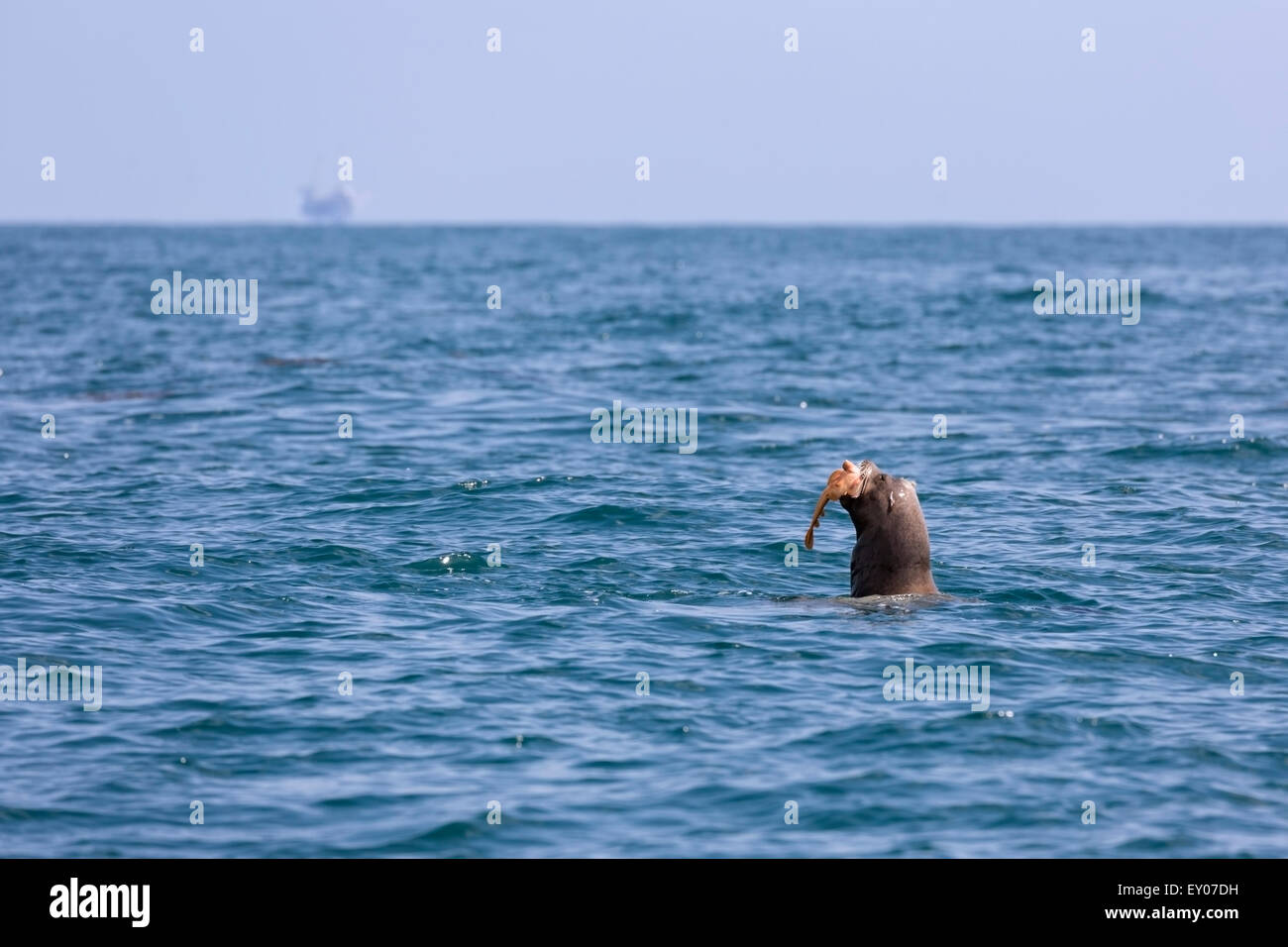 Kalifornische Seelöwe beißt mit einer Bohrinsel in der Ferne auf einem roten Gitarre Fisch in der Nähe von Santa Barbara, Kalifornien. Stockfoto