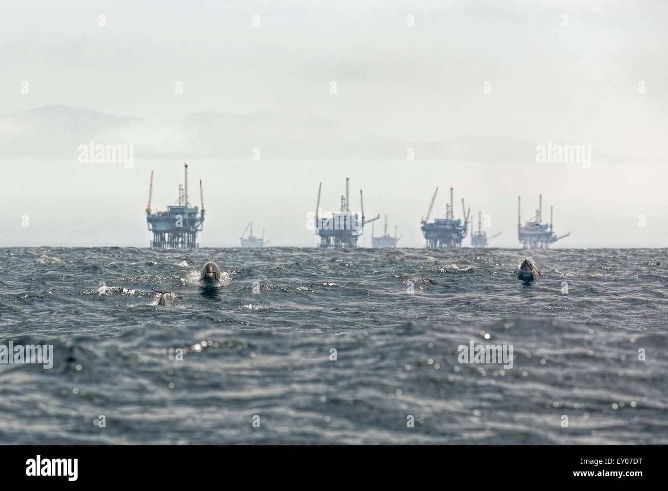 Zwei Delphine Pacific White-seitig Rennen in Richtung Betrachter vom 7 Öl Bohrtürme hinter ihnen in der Santa-Barbara-Kanal Stockfoto