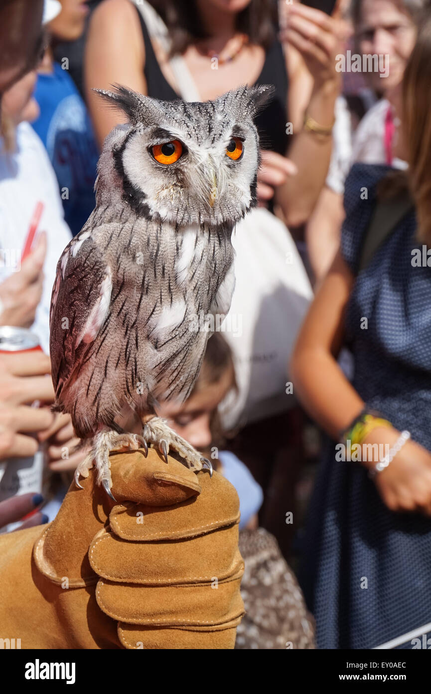 Eule, die auf der Handschuhhand auf der Falknerei schwanken Stockfoto