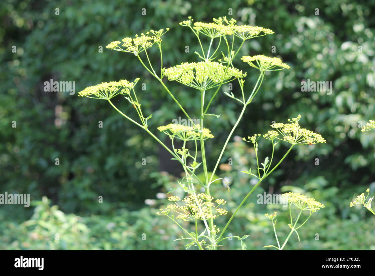 Gelber Kopf und Samen der wilden Pastinak (Pastinaca Sativa) Unkraut in giftigen Bühne wächst in einem Naturschutzgebiet in S.E.Ontario Stockfoto