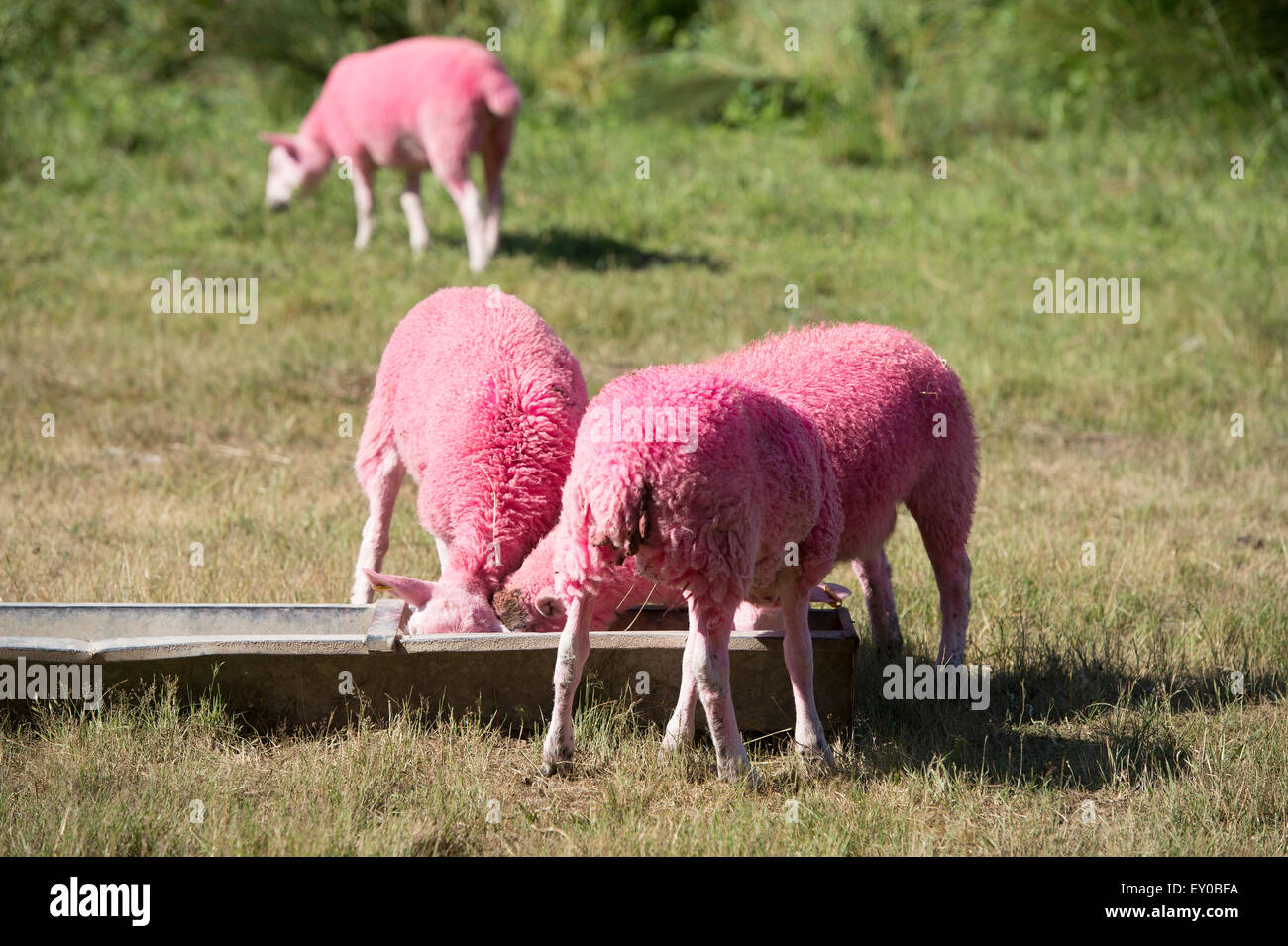 Rosa Schafe auf dem Latitude Festival Stockfoto