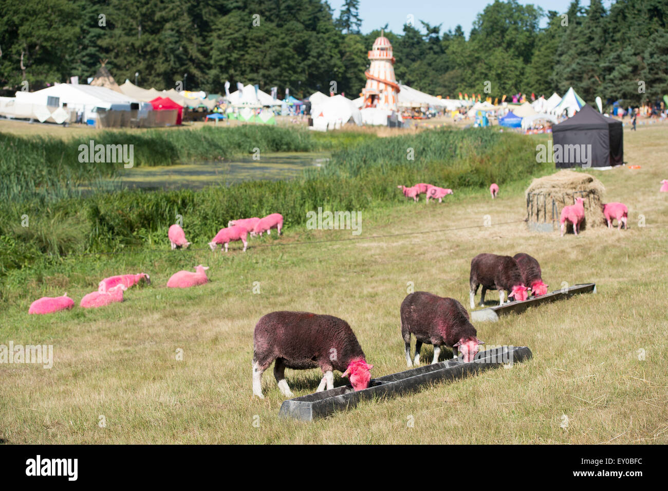 Rosa Schafe auf dem Latitude Festival Stockfoto