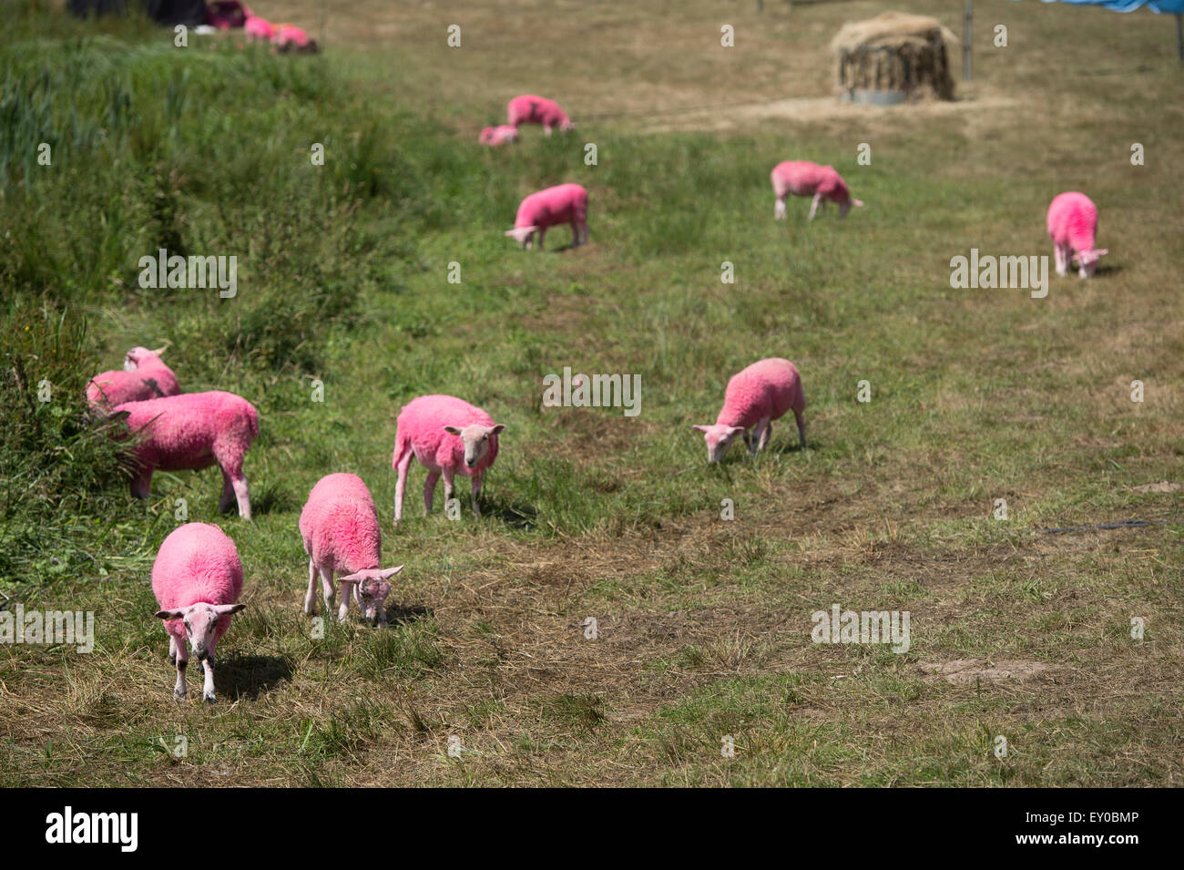 Rosa Schafe auf dem Latitude Festival Stockfoto