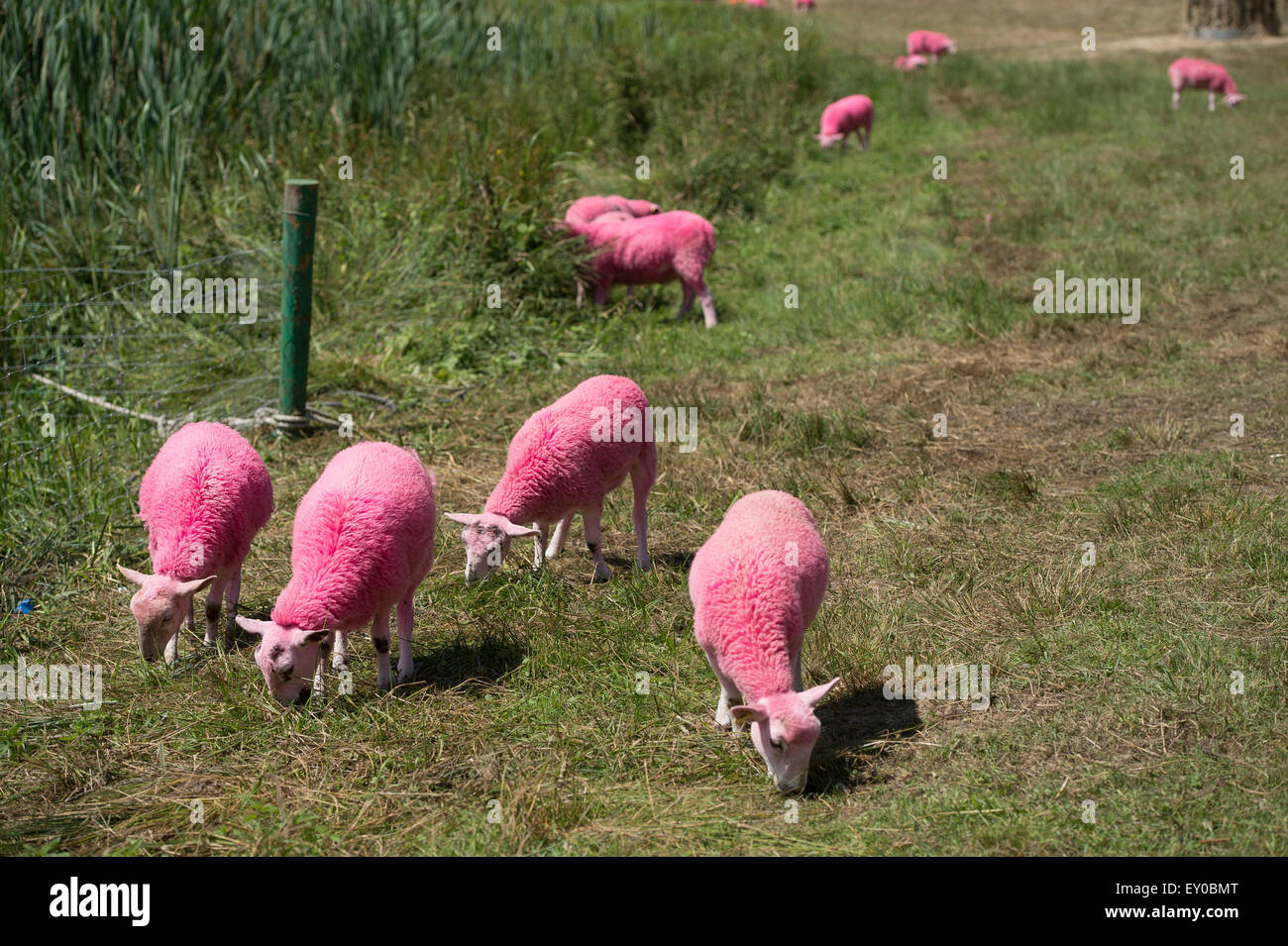Rosa Schafe auf dem Latitude Festival Stockfoto
