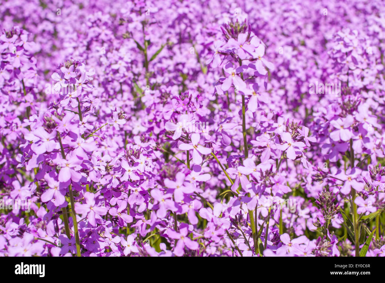 Leichten violette Blümchen hautnah Hintergrund Stockfoto