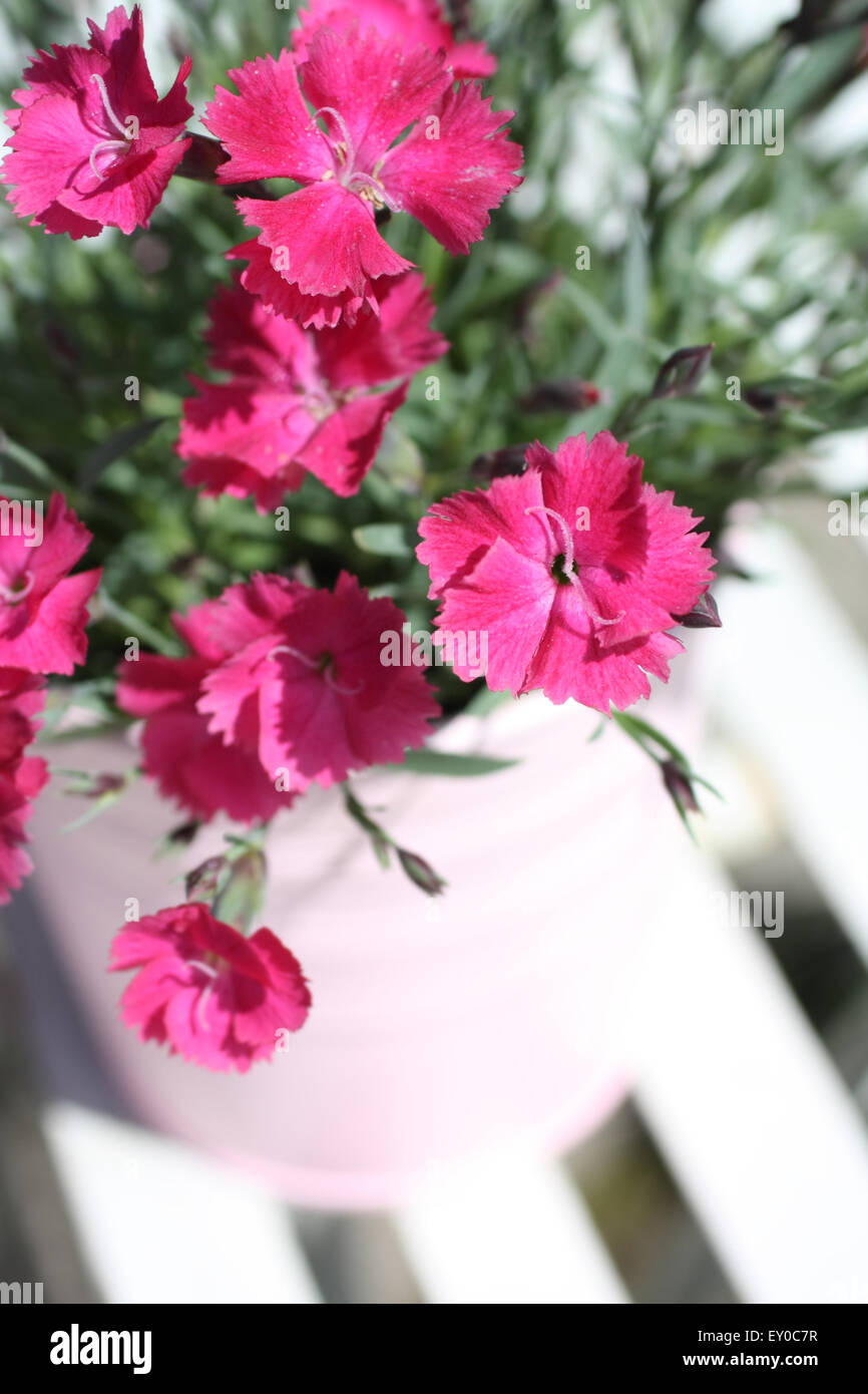 Nelken, Dianthus Caryophyllus oder Nelke Rosa im Garten auf einem Tisch Weißmetall Nahaufnahme vertikalen Schuss Stockfoto