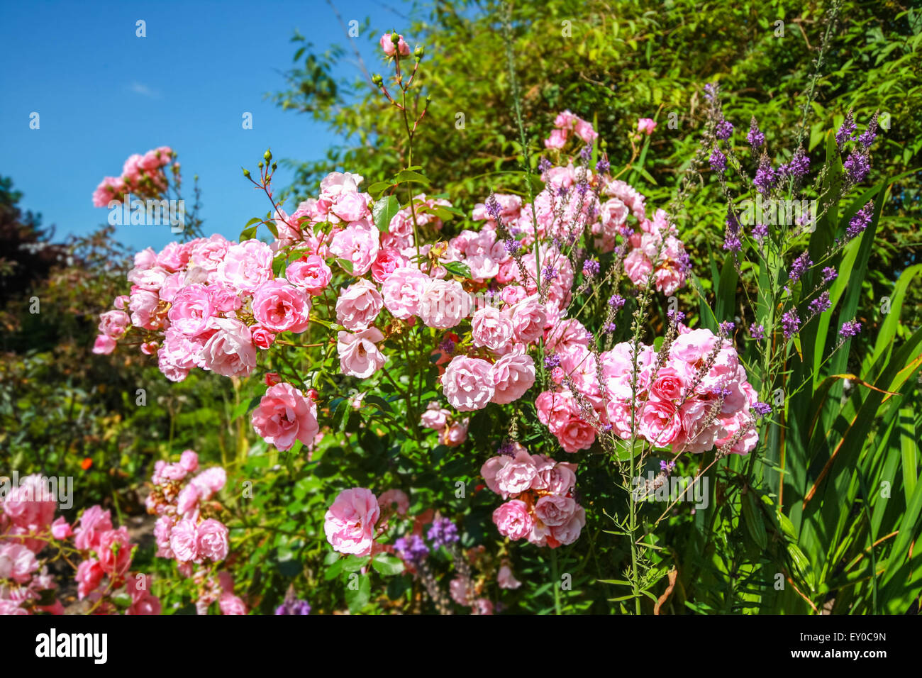 DOROTHY PERKINS, leicht rosa duftende Klettern RAMBLING ROSE im Garten, Nahaufnahme horizontalen Schuss. Stockfoto