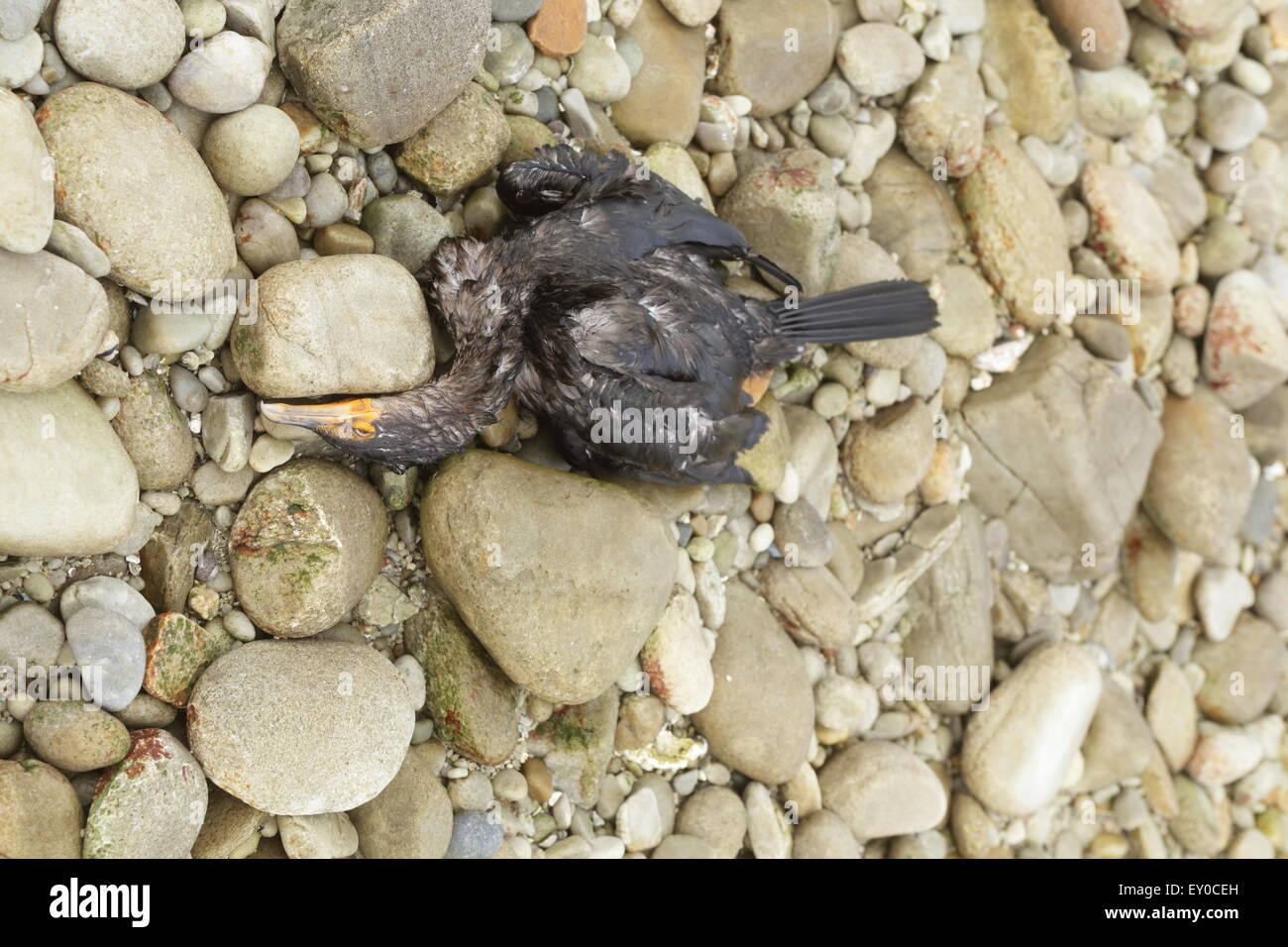 Toten Kormoran am Strand in der Nähe von Kap Agulhas Stockfoto