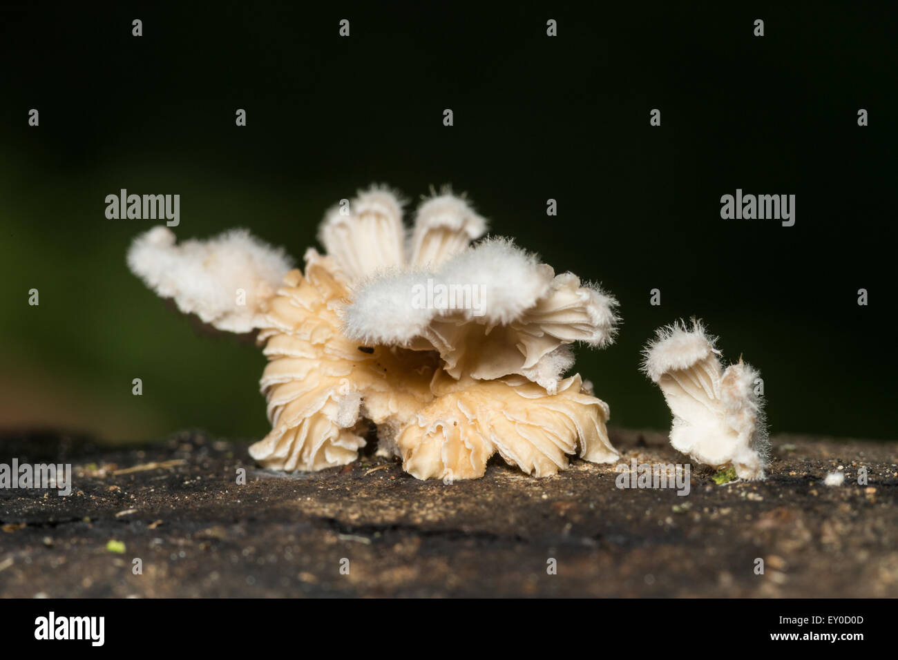 Pilze auf toten Baumstamm, Makro-Foto Stockfoto