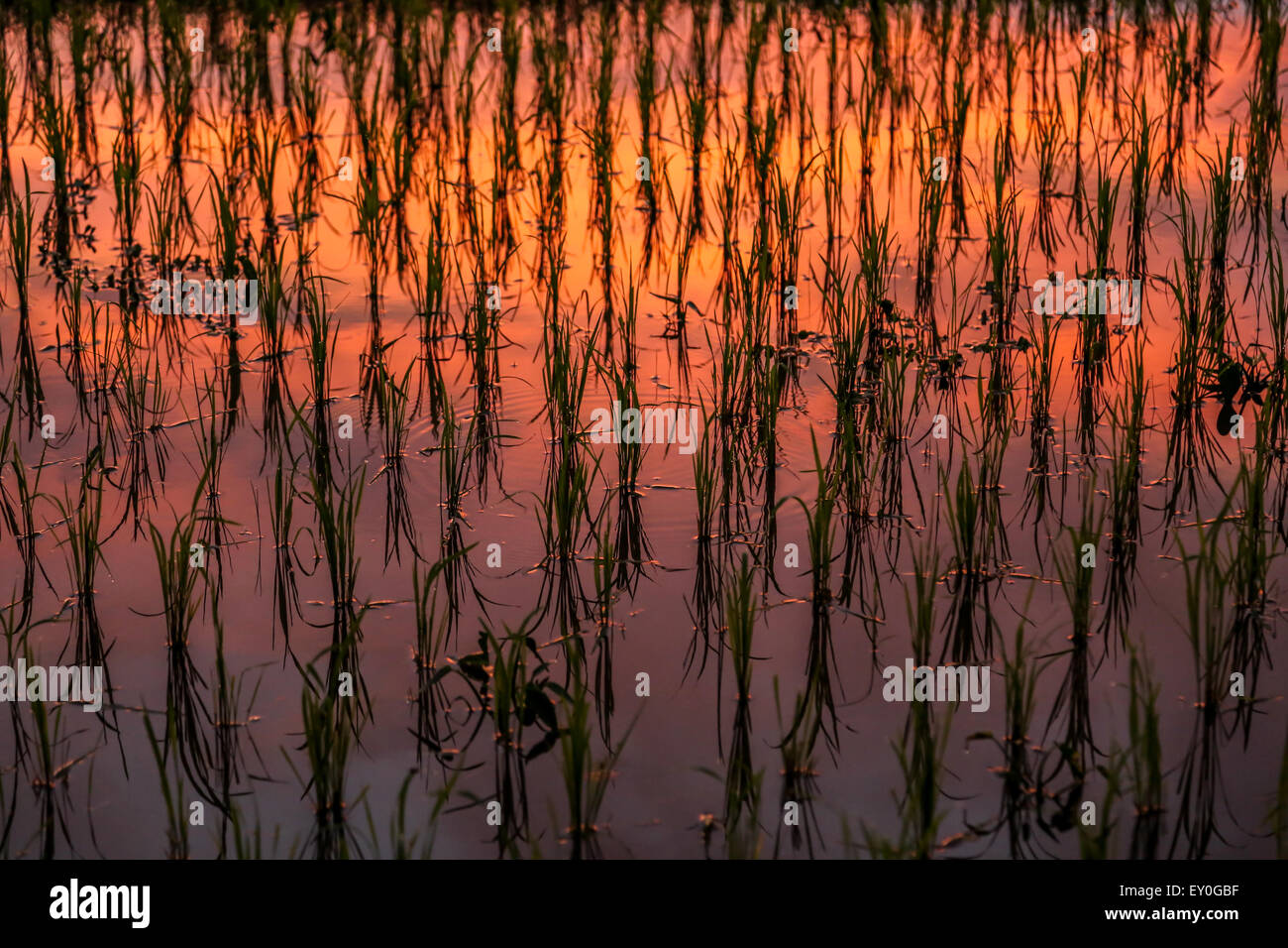 Reisfeld von Sonnenuntergang zeigt rot, orange, gelb Reflexion beleuchtet. horizontale Struktur und Hintergrund Bild Stockfoto