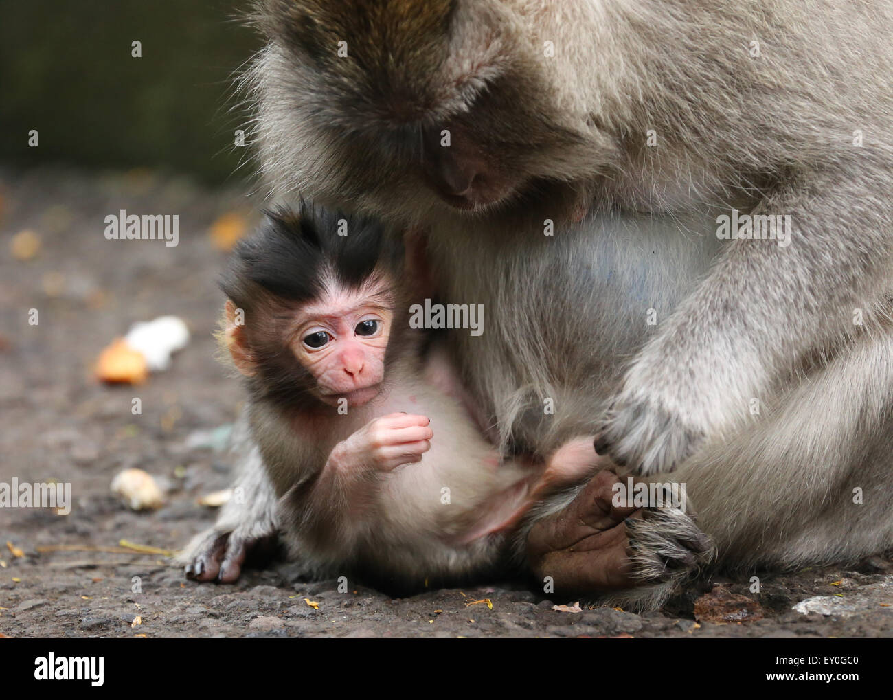 zwei Affen, ein Baby und man aufgewachsen. Mutter Baby-Affen, die auf der Suche nach unten halten. horizontale. Stockfoto
