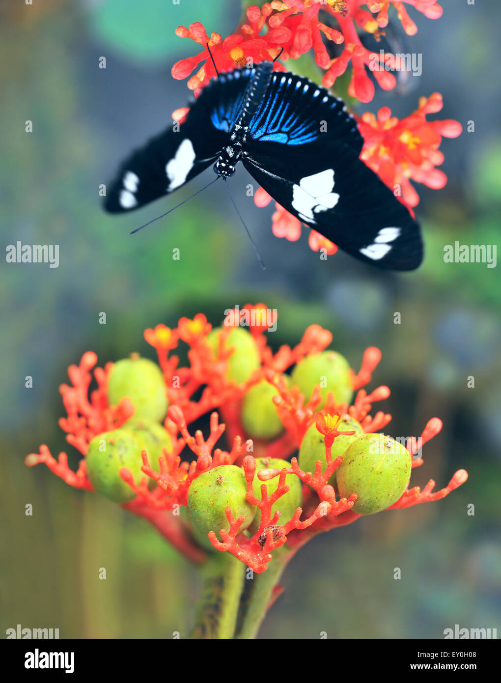 Schmetterlinge auf exotischen tropischen Blumen, Ecuador Stockfoto