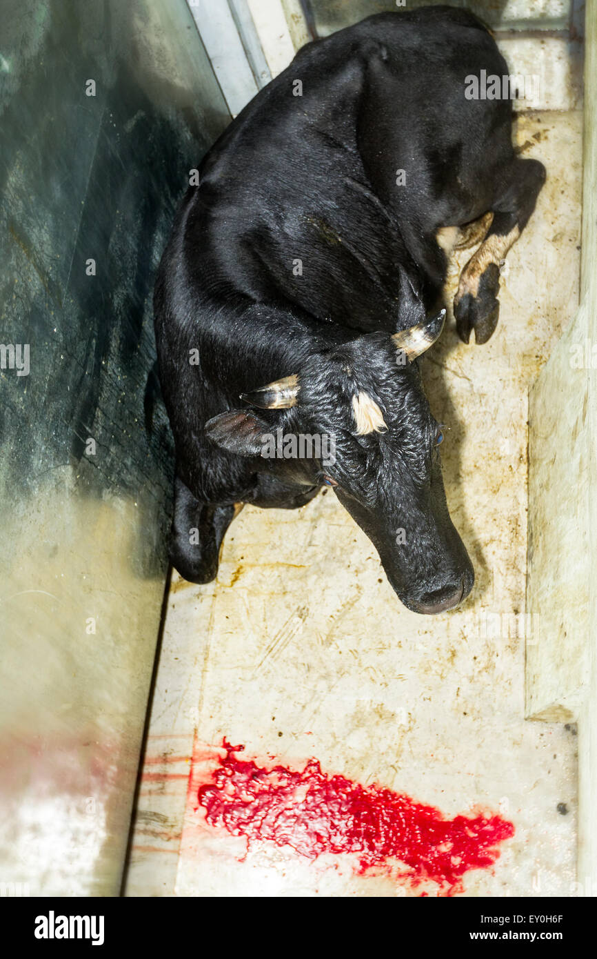 FASSUNGSLOS RIND IM SCHLACHTHOF TIER IST BEWUSSTLOS, DASS VERWENDEND GEFANGEN PISTOLE BOLT Stockfoto