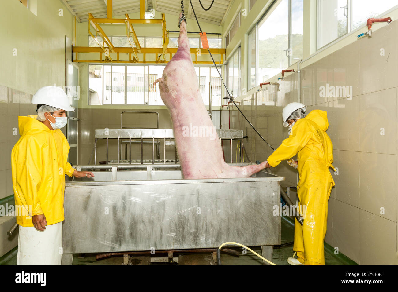 Große Schweinefleisch Karkasse Aufsetzens in die Verbrühungen Whirlpool in einem modernen Schlachthof mit mechanischen Riemenscheiben auf der Produktionslinie. Stockfoto