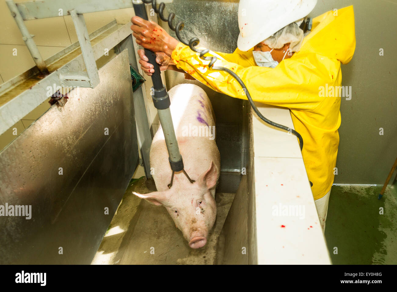 Seltene Bilder von einem Schwein elektrisch Vom Metzger Genau in dem Augenblick, in dem die Entlastung in einem Schlachthof konzentrieren sich auf den Kopf des Tieres betäubt wird, Stockfoto