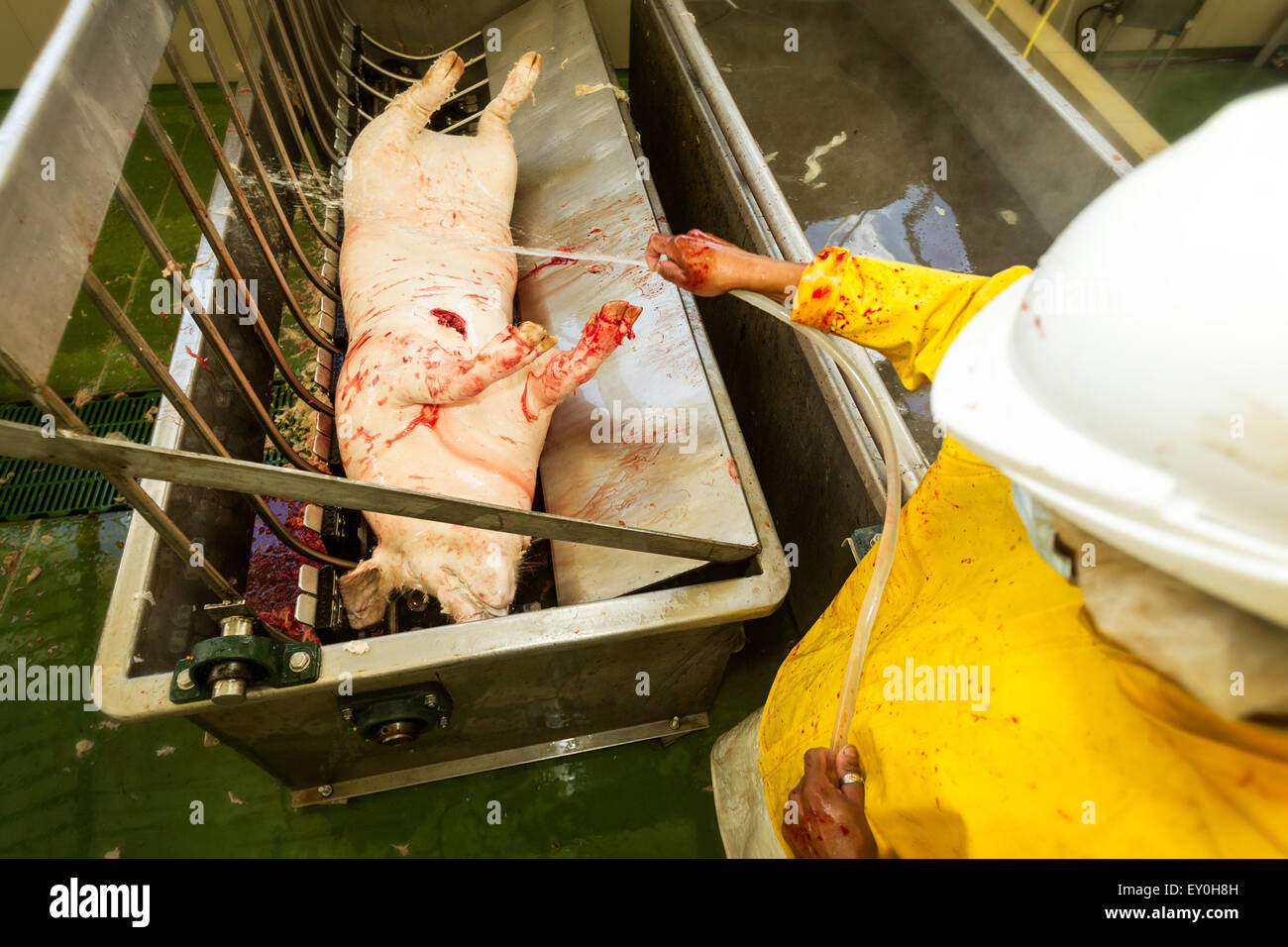 SCHWEINEFLEISCH-KADAVER VON SCHLACHTHOF ARBEITER NACH DER HAARENTFERNUNG VERFAHREN GEWASCHEN Stockfoto