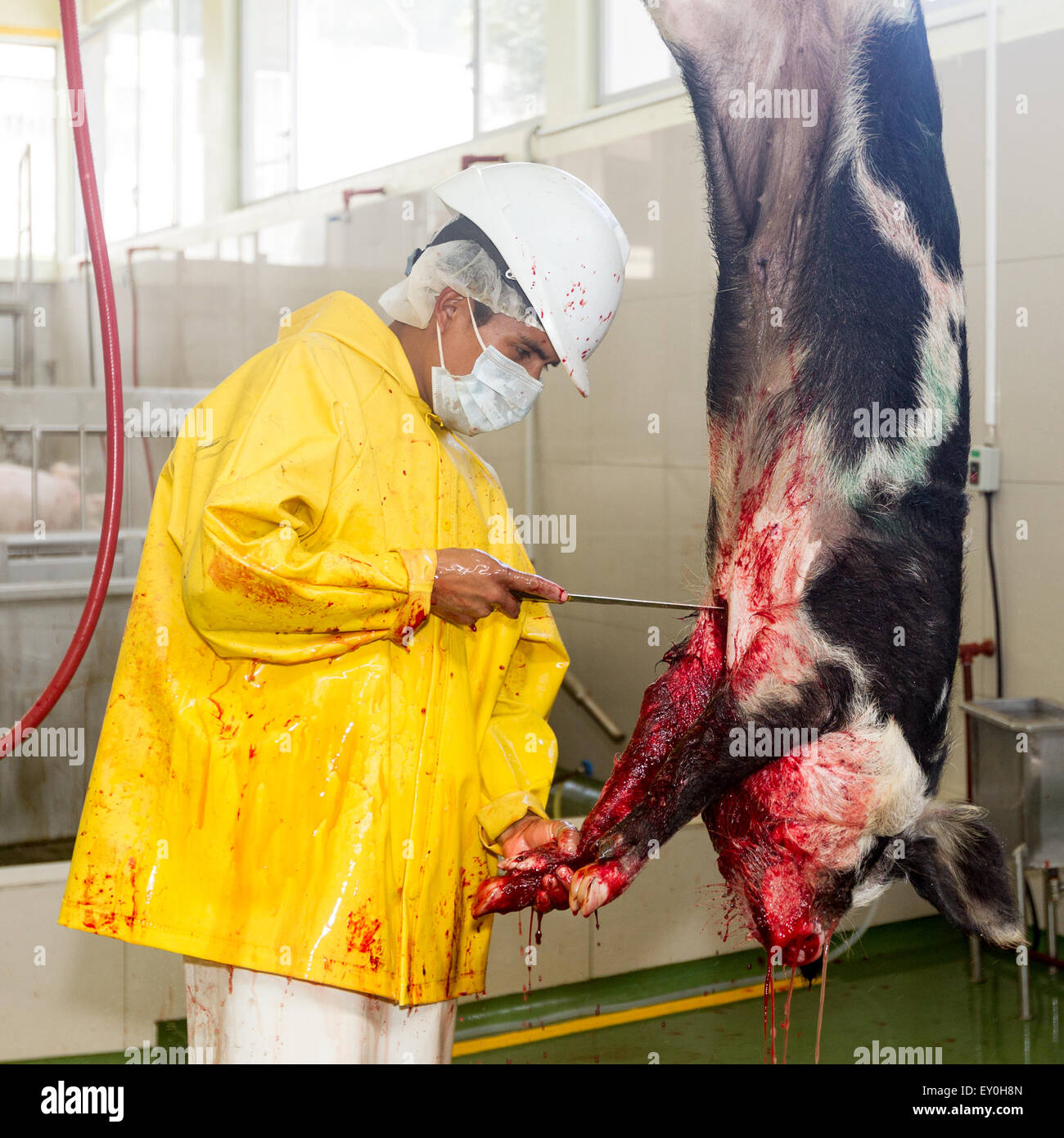 Schlachthof Metzger Töten ein Schwein, das schauen direkt in die Kamera Stockfoto