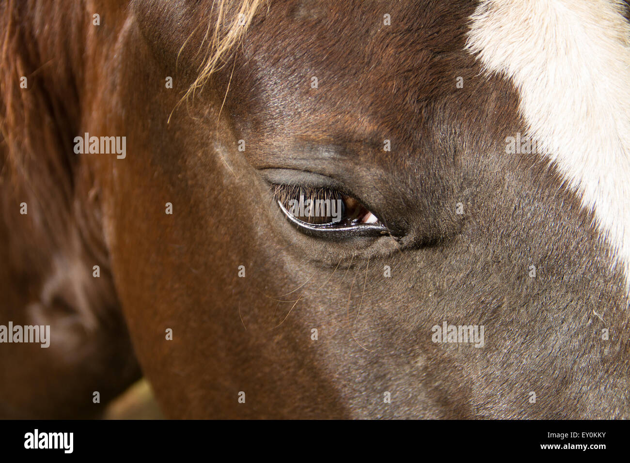 Ein schönes dunkles majestätischen Pferd mit einer weißen Nase Stockfoto