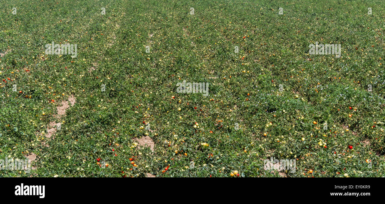 Wachsen Tomaten - Land in der Po-Ebene - Italien Stockfoto
