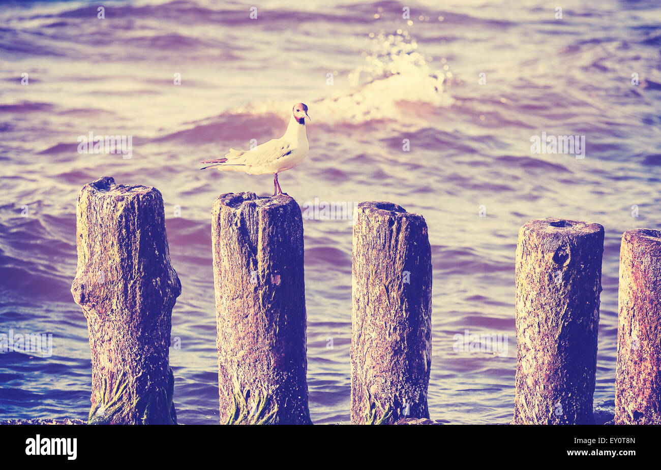 Retro Vintage Foto Möwe auf Holzpfosten. Stockfoto