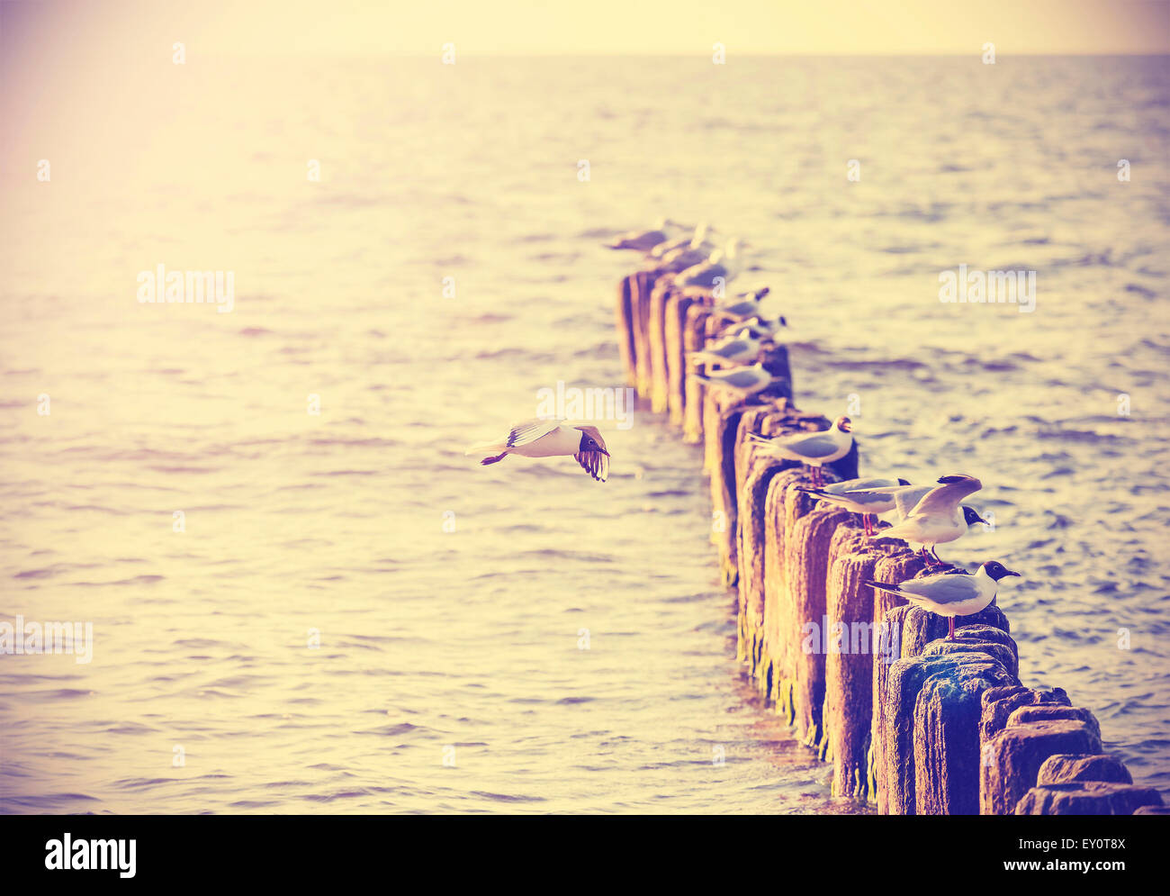 Retro Vintage Foto von Möwen auf Holzpfosten. Stockfoto