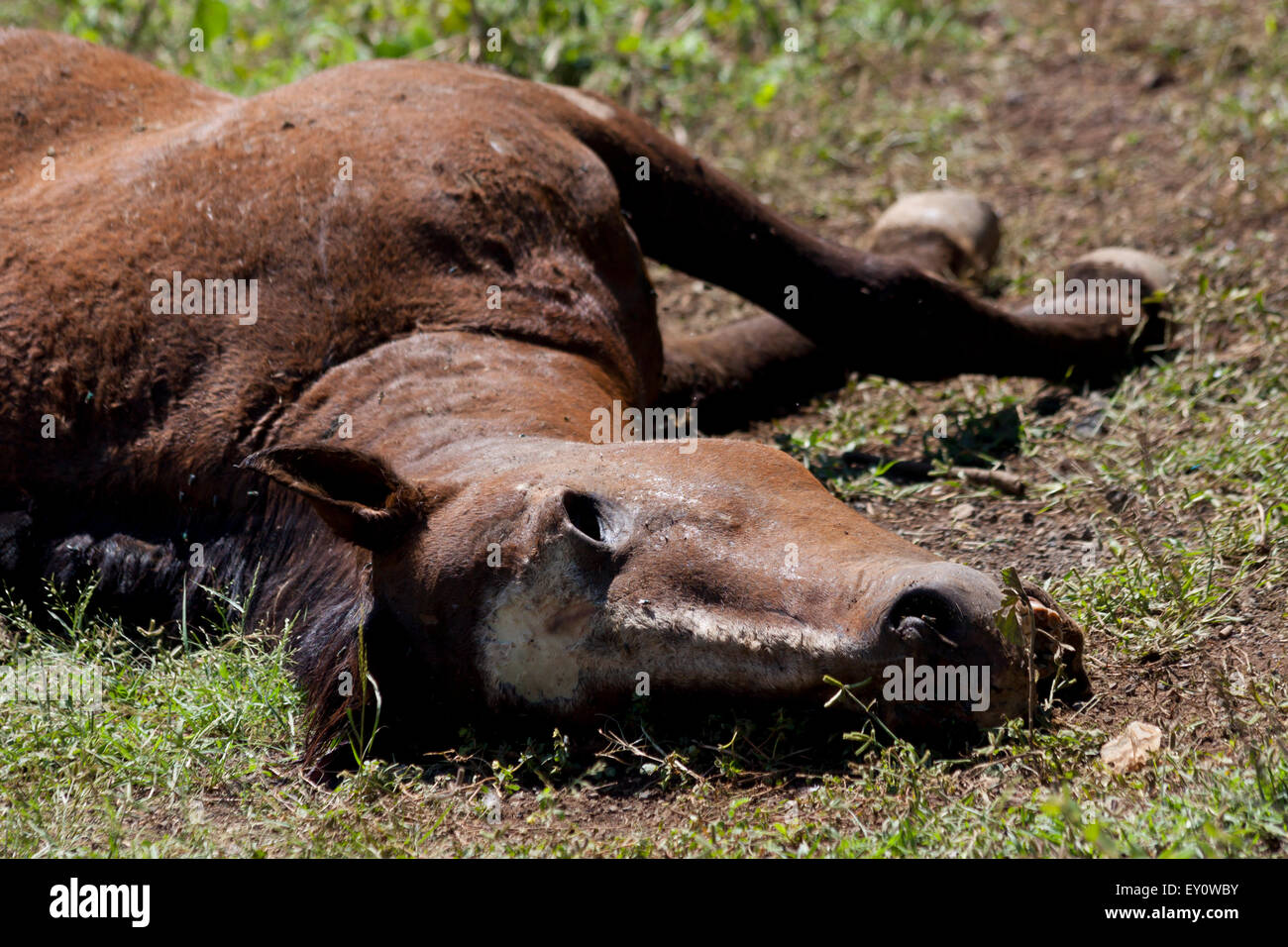 Totes Pferd auf dem Boden liegend, Nicaragua Stockfoto