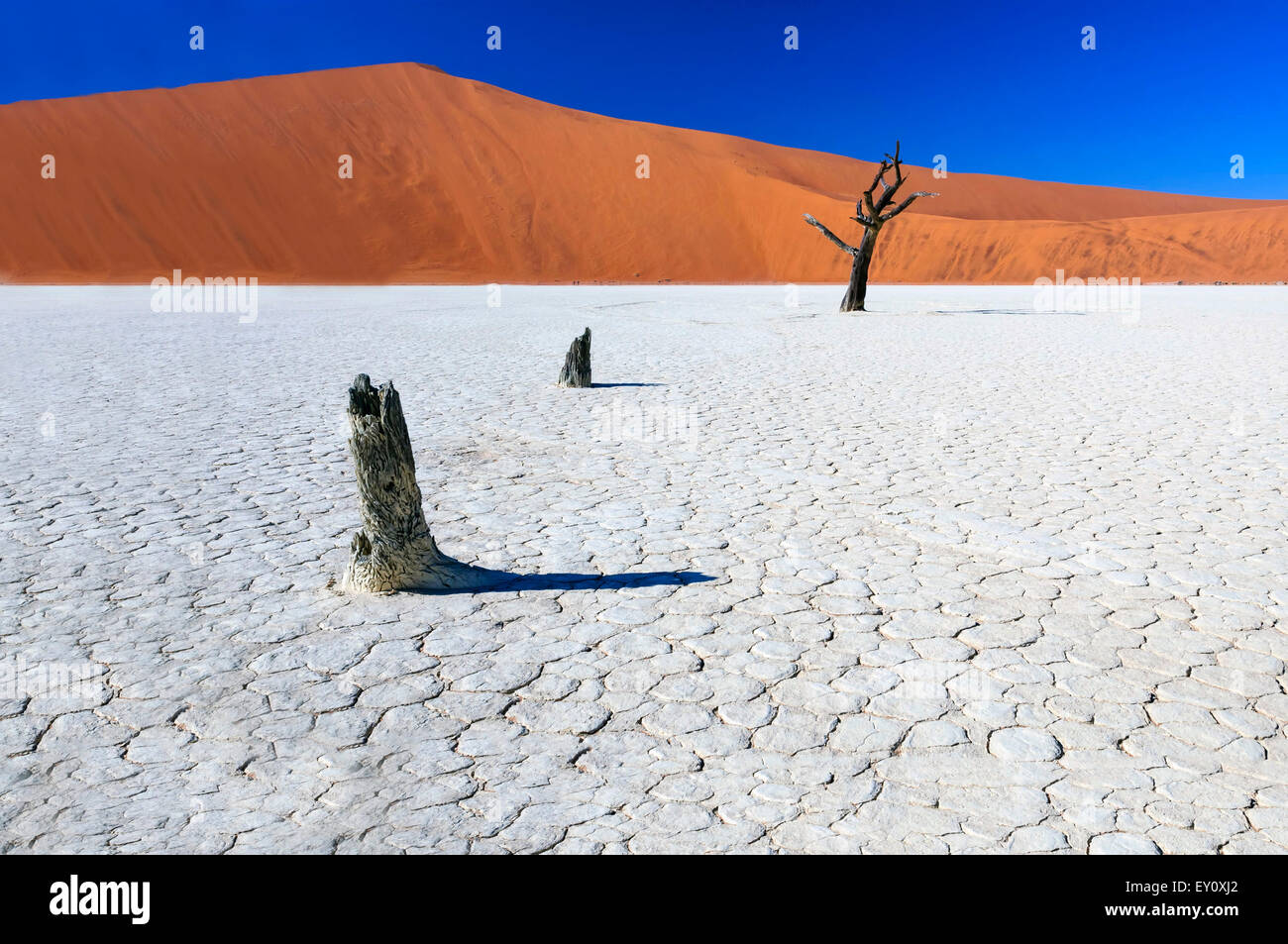 Tot Akazien in Sossusvlei Pfanne, Namibia. Sossusvlei ist ein Salz und Ton Pan, umgeben von hohen roten Dünen. Stockfoto