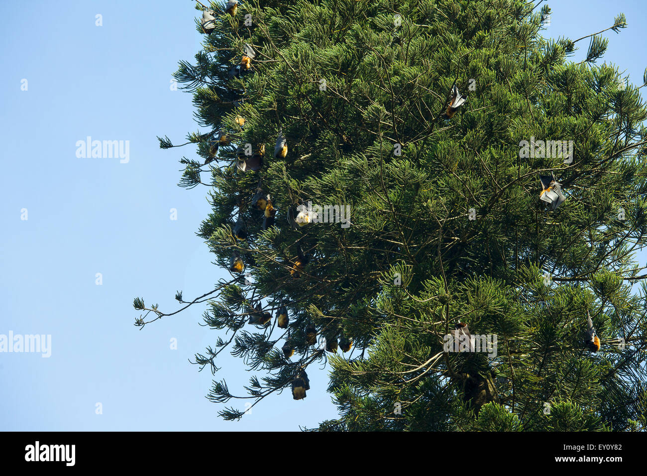 Flughunde hängen in den Bäumen in den königlichen botanischen Garten in Kandy, Sri Lanka Stockfoto
