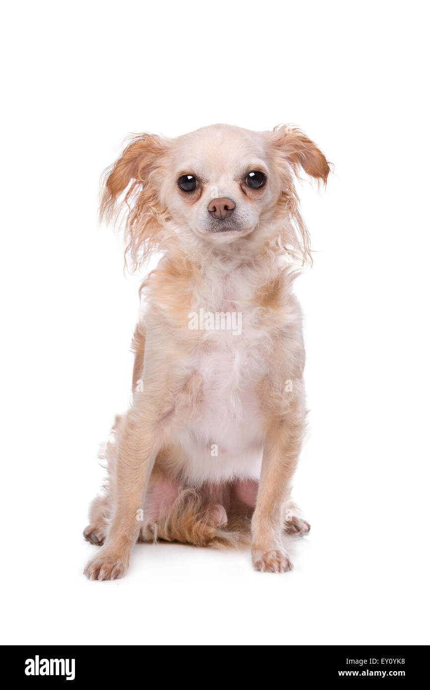 Mischling Chihuahua Hund vor einem weißen Hintergrund Stockfoto