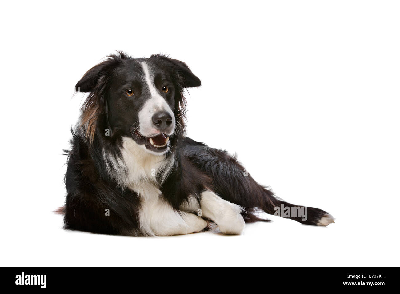 Black And White Border Collie Hund vor einem weißen Hintergrund Stockfoto